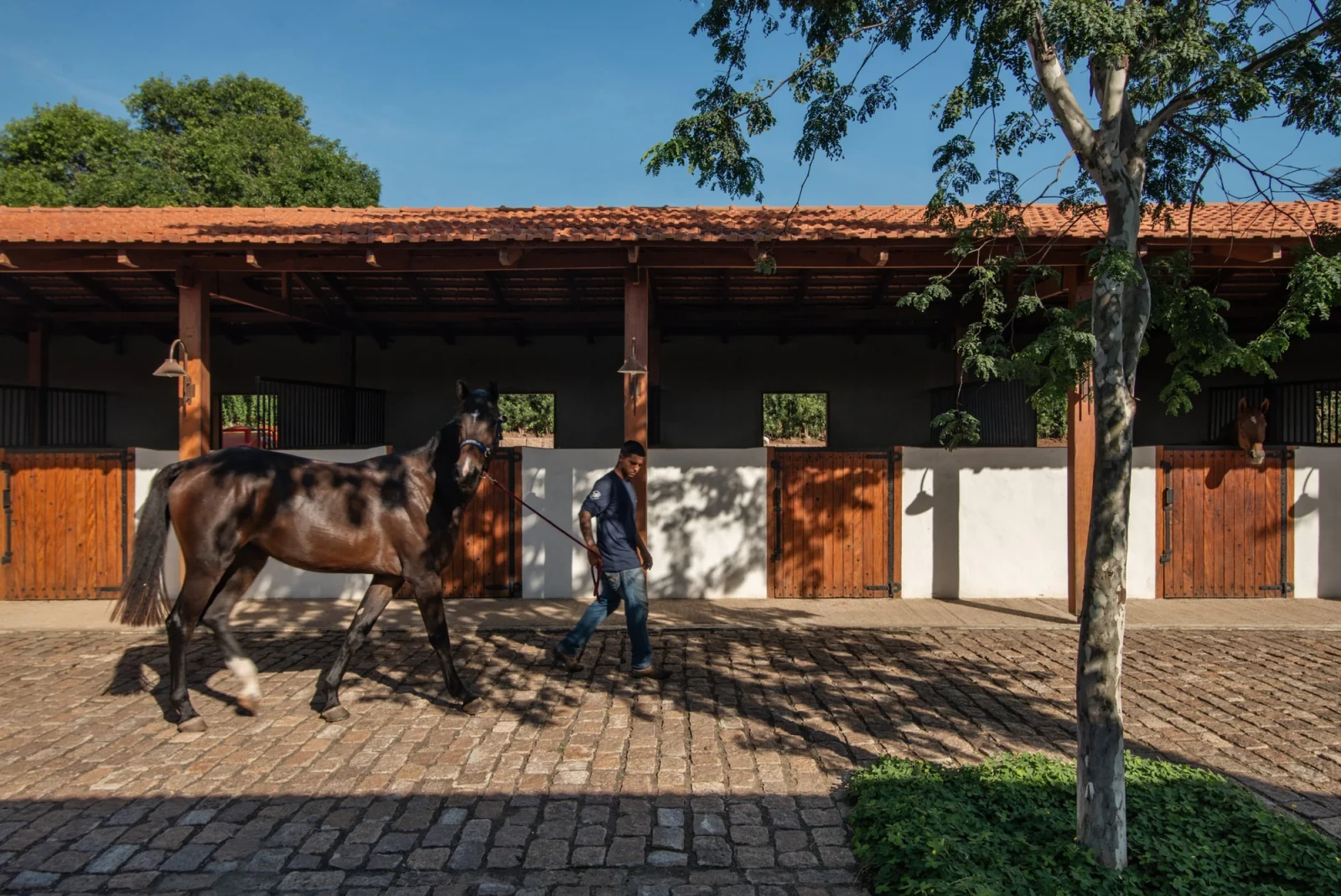 A horse being led past the stables.